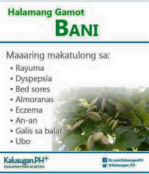 gamot sa ubo ng kambing|Halamang Gamot Sa Ubo: 11 Home Remedies Na Puwedeng .